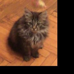 Подробнее об объявлении «Пропала кошка котенок, 3 месяца Санкт-Петербург» Фото: пропала кошка  «Пропала кошка котенок, 3 месяца Санкт-Петербург» в г. Санкт-Петербург