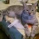 Подробнее об объявлении «Пропал кот Можайск» Фото: пропала кошка  «Пропал кот Можайск» в г. Можайск