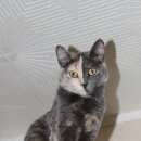 Подробнее об объявлении «Пропала кошка кошке 7 лет Томск» Фото: пропала кошка  «Пропала кошка кошке 7 лет Томск» в г. Томск