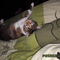 Подробнее об объявлении «Ялта Пропала кошка» Фото: пропала кошка  «Ялта Пропала кошка» в г. Ялта