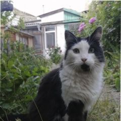 Подробнее об объявлении «Пропал кот Евпатория» Фото: пропала кошка  «Пропал кот Евпатория» в г. Евпатория