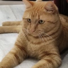 Подробнее об объявлении «Москва Пропал кот» Фото: пропала кошка  «Москва Пропал кот» в г. Москва