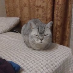 Подробнее об объявлении «Пропал кот Великий Новгород (Новгород)» Фото: пропала кошка Британская короткошерстная кошка «Пропал кот Великий Новгород (Новгород)» в г. Великий Новгород (Новгород)