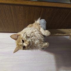 Подробнее об объявлении «Пропал кот Мегион» Фото: пропала кошка  «Пропал кот Мегион» в г. Мегион