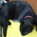 Подробнее об объявлении «Пропала кошка полтора км от деревни пригори Венев» Фото: пропала кошка  «Пропала кошка полтора км от деревни пригори Венев» в г. Венев