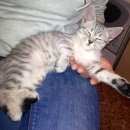 Подробнее об объявлении «Мытищи Пропала кошка в начале января 2017» Фото: пропала кошка  «Мытищи Пропала кошка в начале января 2017» в г. Мытищи