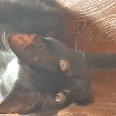 Подробнее об объявлении «Пропал кот Батайск» Фото: пропала кошка  «Пропал кот Батайск» в г. Батайск