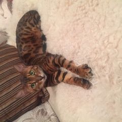Подробнее об объявлении «Пропал кот бенгальской породы Серпухов» Фото: пропала кошка Бенгальская кошка «Пропал кот бенгальской породы Серпухов» в г. Серпухов