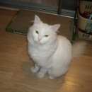 Подробнее об объявлении «Пропал кот Томск» Фото: пропала кошка Турецкая ангора «Пропал кот Томск» в г. Томск