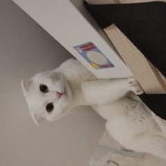 Подробнее об объявлении «Санкт-Петербург Пропал кот» Фото: пропала кошка  «Санкт-Петербург Пропал кот» в г. Санкт-Петербург