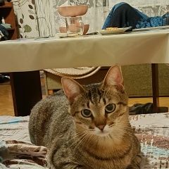 Подробнее об объявлении «Ярославль Пропал кот» Фото: пропала кошка  «Ярославль Пропал кот» в г. Ярославль