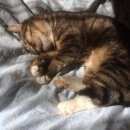 Подробнее об объявлении «Москва Пропал кот 15. 08. 2017 пряник.» Фото: пропала кошка  «Москва Пропал кот 15. 08. 2017 пряник.» в г. Москва