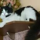 Подробнее об объявлении «Мытищи Пропал кот отзовитесь кто видел» Фото: пропала кошка  «Мытищи Пропал кот отзовитесь кто видел» в г. Мытищи