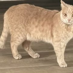 ����: ������� �����  ������� ��� ���� ����������� ����� � �. ����������� ����