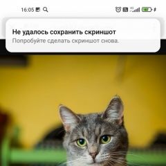 Подробнее об объявлении «Пропала кошка Балашиха» Фото: пропала кошка  «Пропала кошка Балашиха» в г. Балашиха