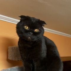 Подробнее об объявлении «Пропал кот шотландский кот Сочи» Фото: пропала кошка Скоттиш фолд (шотландская вислоухая) «Пропал кот шотландский кот Сочи» в г. Сочи