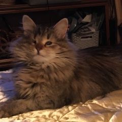 Подробнее об объявлении «Пропала кошка в шаховской мо Шаховская» Фото: пропала кошка  «Пропала кошка в шаховской мо Шаховская» в г. Шаховская