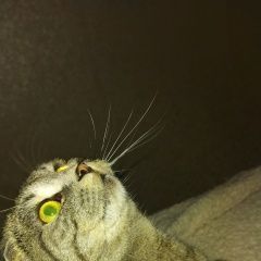 Подробнее об объявлении «Пропала кошка помогите найти Москва» Фото: пропала кошка  «Пропала кошка помогите найти Москва» в г. Москва