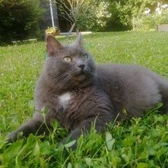 Подробнее об объявлении «Пропал кот Полушкино» Фото: пропала кошка  «Пропал кот Полушкино» в г. Полушкино