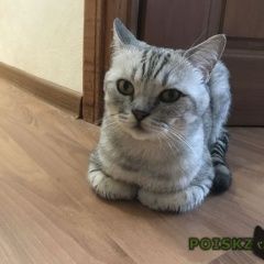 Подробнее об объявлении «Пропал кот Москва» Фото: пропала кошка Британская короткошерстная «Пропал кот Москва» в г. Москва