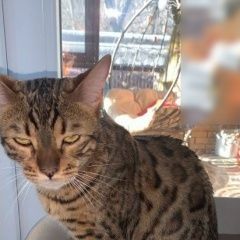 Подробнее об объявлении «Пропал кот Ростов-на-Дону» Фото: пропала кошка Бенгальская кошка «Пропал кот Ростов-на-Дону» в г. Ростов-на-Дону