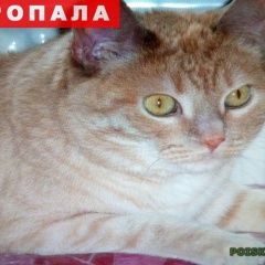 Подробнее об объявлении «Пропал кот Москва» Фото: пропала кошка  «Пропал кот Москва» в г. Москва