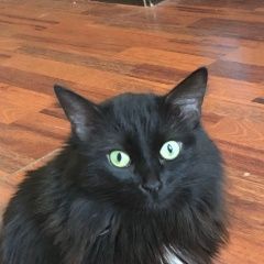 Подробнее об объявлении «Пропала кошка Москва» Фото: пропала кошка Мейн-кун «Пропала кошка Москва» в г. Москва