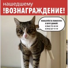 Подробнее об объявлении «Пропала кошка пожалуйста помогите Москва» Фото: пропала кошка  «Пропала кошка пожалуйста помогите Москва» в г. Москва
