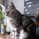 Подробнее об объявлении «Пропала кошка Кемерово» Фото: пропала кошка Британская длинношерстная «Пропала кошка Кемерово» в г. Кемерово