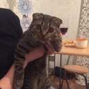 Подробнее об объявлении «Пермь Пропал кот наберите по номеру» Фото: пропала кошка Британская короткошерстная «Пермь Пропал кот наберите по номеру» в г. Пермь