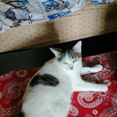 Подробнее об объявлении «Пропала кошка Нарофоминск» Фото: пропала кошка  «Пропала кошка Нарофоминск» в г. Нарофоминск