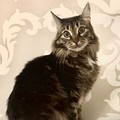 Подробнее об объявлении «Москва Пропала кошка» Фото: пропала кошка  «Москва Пропала кошка» в г. Москва