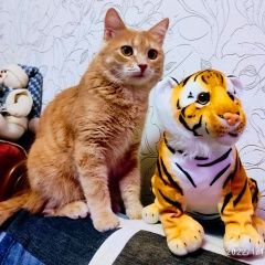 Подробнее об объявлении «Пенза Пропал кот ик» Фото: пропала кошка  «Пенза Пропал кот ик» в г. Пенза