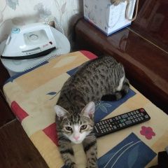 Подробнее об объявлении «Москва Пропал котёнок 6 месяцев» Фото: пропала кошка  «Москва Пропал котёнок 6 месяцев» в г. Москва