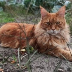 Подробнее об объявлении «Пропал кот Черкассы» Фото: пропала кошка Мейн-кун «Пропал кот Черкассы» в г. Черкассы