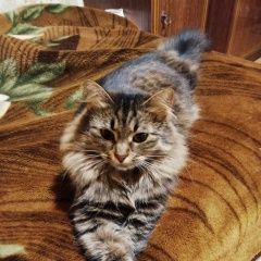 Подробнее об объявлении «Видное Пропала кошка» Фото: пропала кошка  «Видное Пропала кошка» в г. Видное
