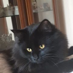 Подробнее об объявлении «Пропал кот ул. калараш 7 Люберцы» Фото: пропала кошка  «Пропал кот ул. калараш 7 Люберцы» в г. Люберцы