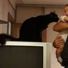 Подробнее об объявлении «Пропал кот Краснодар» Фото: пропала кошка  «Пропал кот Краснодар» в г. Краснодар