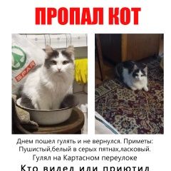 Подробнее об объявлении «Пропала кошка Томск» Фото: пропала кошка  «Пропала кошка Томск» в г. Томск