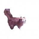 Подробнее об объявлении «Иваново Пропала кошка» Фото: пропала кошка  «Иваново Пропала кошка» в г. Иваново