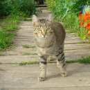 Подробнее об объявлении «Большие Березники Пропал кот» Фото: пропала кошка  «Большие Березники Пропал кот» в г. Большие Березники