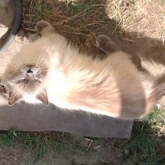 Подробнее об объявлении «Минусинск Пропал кот» Фото: пропала кошка  «Минусинск Пропал кот» в г. Минусинск