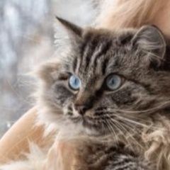 Подробнее об объявлении «Пропал кот Томск» Фото: пропала кошка  «Пропал кот Томск» в г. Томск