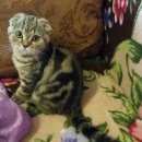 Подробнее об объявлении «Подольск Пропал кот» Фото: пропала кошка Шотландская вислоухая «Подольск Пропал кот» в г. Подольск