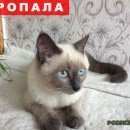 Подробнее об объявлении «Пропала кошка сиамская кошка 7 мес Сочи» Фото: пропала кошка Сиамская «Пропала кошка сиамская кошка 7 мес Сочи» в г. Сочи