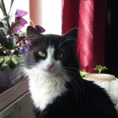 Подробнее об объявлении «Пропала кошка сентябрь, 2019 г. Звенигород» Фото: пропала кошка  «Пропала кошка сентябрь, 2019 г. Звенигород» в г. Звенигород