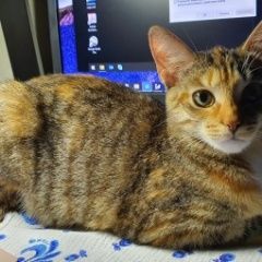 Подробнее об объявлении «Ярославль Пропала кошка» Фото: пропала кошка  «Ярославль Пропала кошка» в г. Ярославль