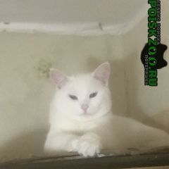 Подробнее об объявлении «Москва Пропал кот» Фото: пропала кошка  «Москва Пропал кот» в г. Москва