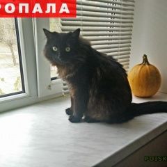 Подробнее об объявлении «Липецк Пропал кот, полностью чёрный, тиша» Фото: пропала кошка  «Липецк Пропал кот, полностью чёрный, тиша» в г. Липецк