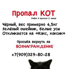Подробнее об объявлении «Пропал кот Самара» Фото: пропала кошка  «Пропал кот Самара» в г. Самара